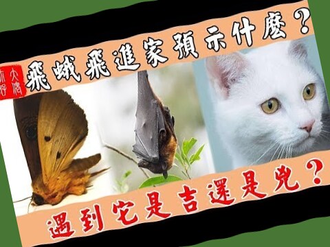 蜻蜓飛來家裡