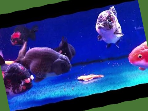 金魚要養幾隻