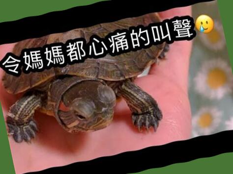 烏龜真一些會笑嗎